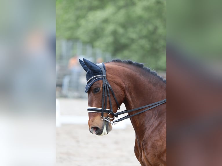 Lusitano Ruin 9 Jaar 162 cm Roodbruin in BOULBON