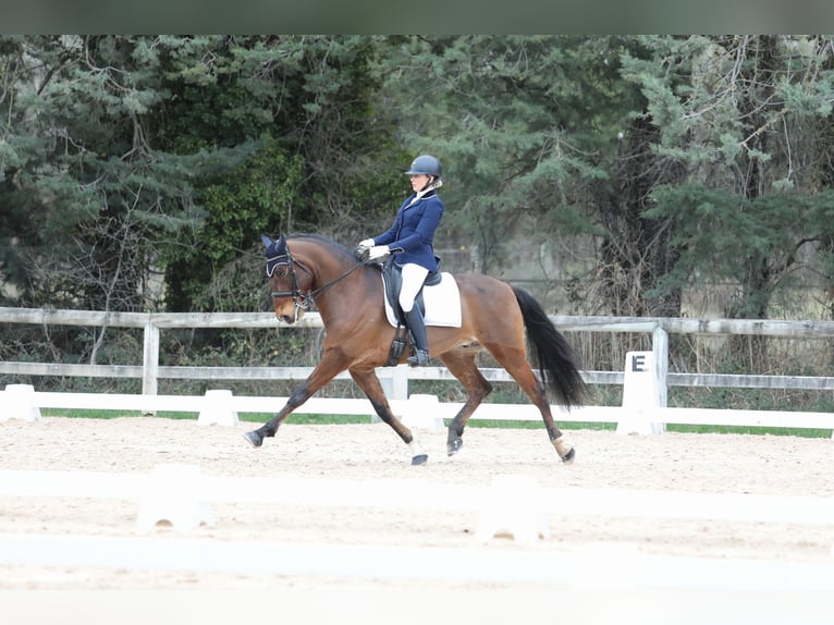 Lusitano Ruin 9 Jaar 162 cm Roodbruin in BOULBON