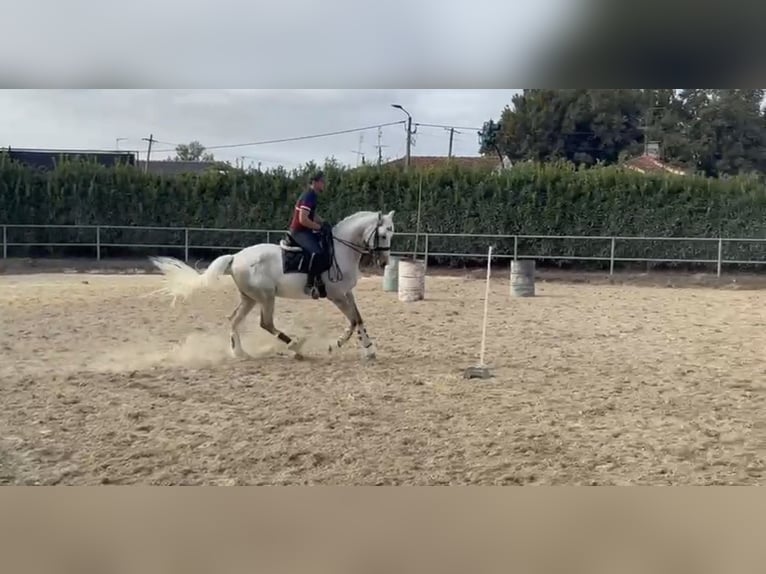 Lusitano Ruin 9 Jaar 163 cm Schimmel in Trofa