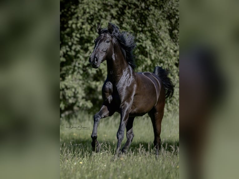 Lusitano Ruin 9 Jaar 163 cm Zwart in Jülich