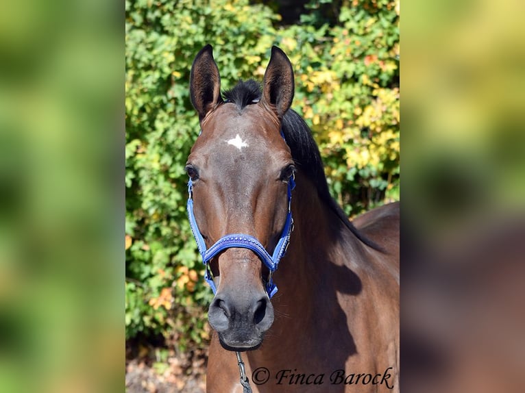 Lusitano Ruin 9 Jaar 164 cm Bruin in Wiebelsheim