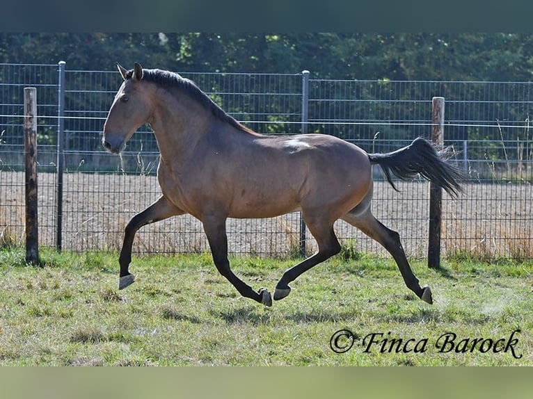 Lusitano Ruin 9 Jaar 164 cm Bruin in Wiebelsheim