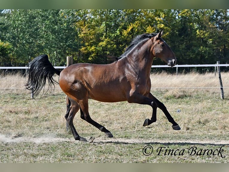 Lusitano Ruin 9 Jaar 164 cm Bruin in Wiebelsheim