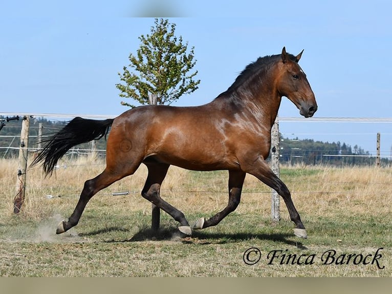 Lusitano Ruin 9 Jaar 164 cm Bruin in Wiebelsheim