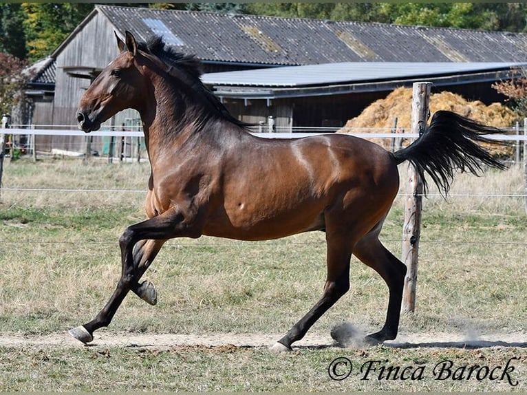 Lusitano Ruin 9 Jaar 164 cm Bruin in Wiebelsheim