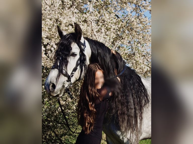 Lusitano Ruin 9 Jaar 164 cm Schimmel in Seeheim-Jugenheim