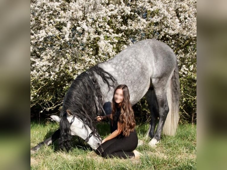 Lusitano Ruin 9 Jaar 164 cm Schimmel in Seeheim-Jugenheim