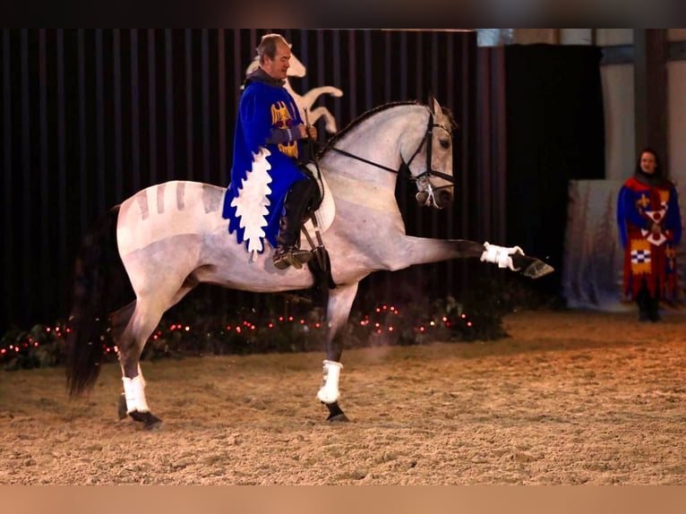 Lusitano Mix Ruin 9 Jaar 167 cm Falbe in Vendée