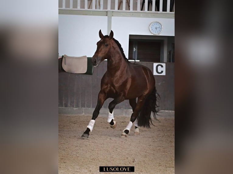 Lusitano Ruin 9 Jaar 168 cm Bruin in Eickhof
