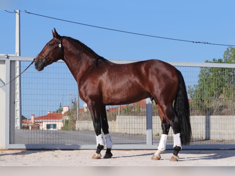 Lusitano Ruin 9 Jaar 170 cm Bruin in Eickhof