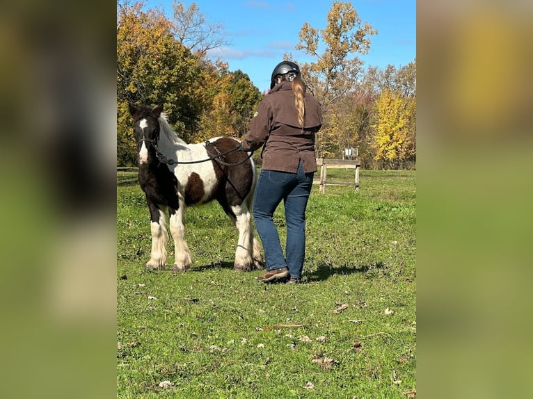 Lusitano Ruin Veulen (01/2026) 152 cm Donkere-vos in South Lyon