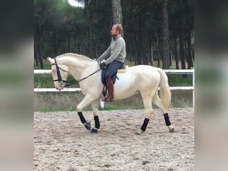 Lusitano Stallion 10 years 15,2 hh Perlino in MADRID