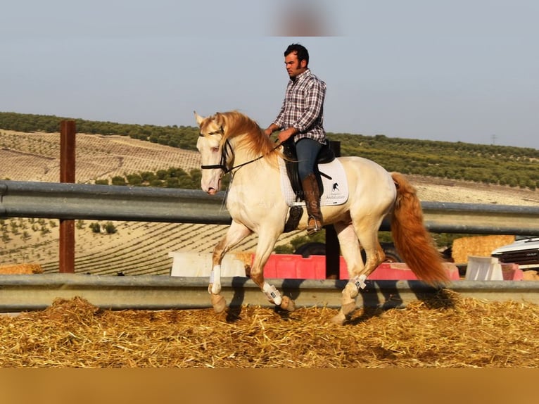 Lusitano Stallion 10 years 15.2 hh Perlino in Frutigen