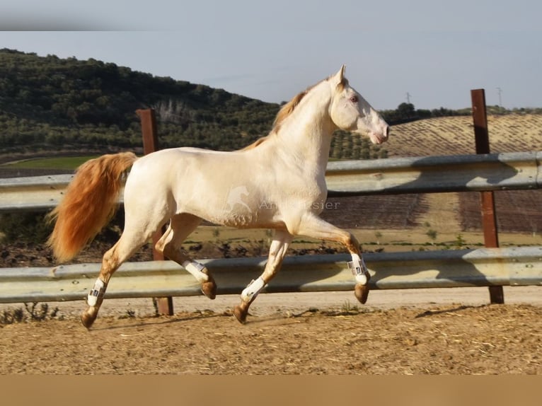 Lusitano Stallion 10 years 15.2 hh Perlino in Frutigen