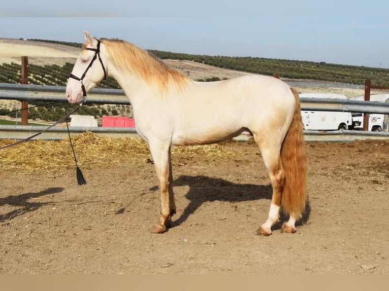 Lusitano Stallion 10 years 15.2 hh Perlino in Frutigen
