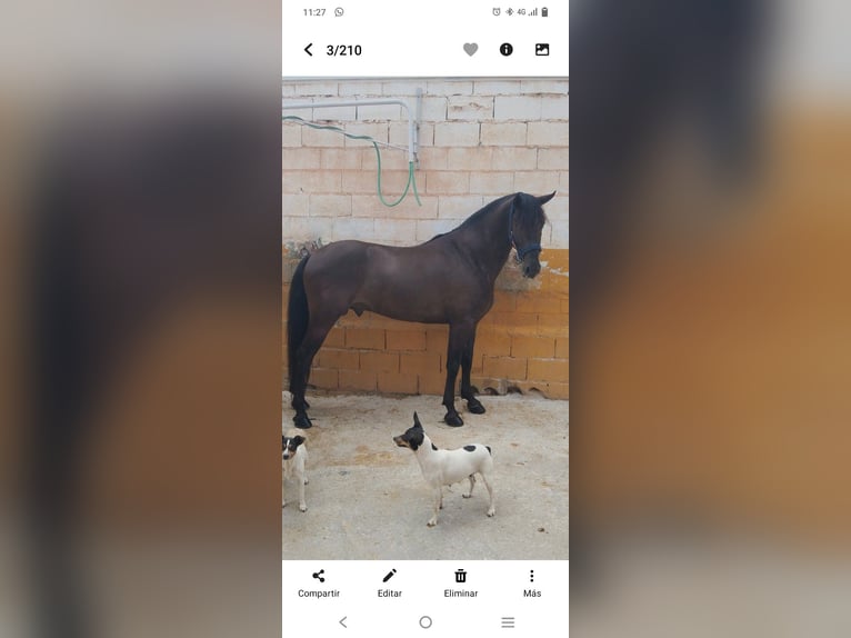 Lusitano Stallion 10 years 15,3 hh Black in Torremolinos