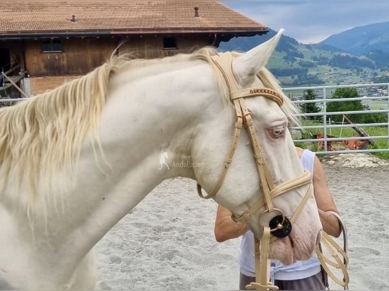 Lusitano Stallion 10 years 15,2 hh Perlino in Frutigen
