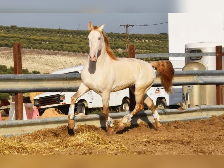 Lusitano Stallion 10 years 15,2 hh Perlino in Frutigen