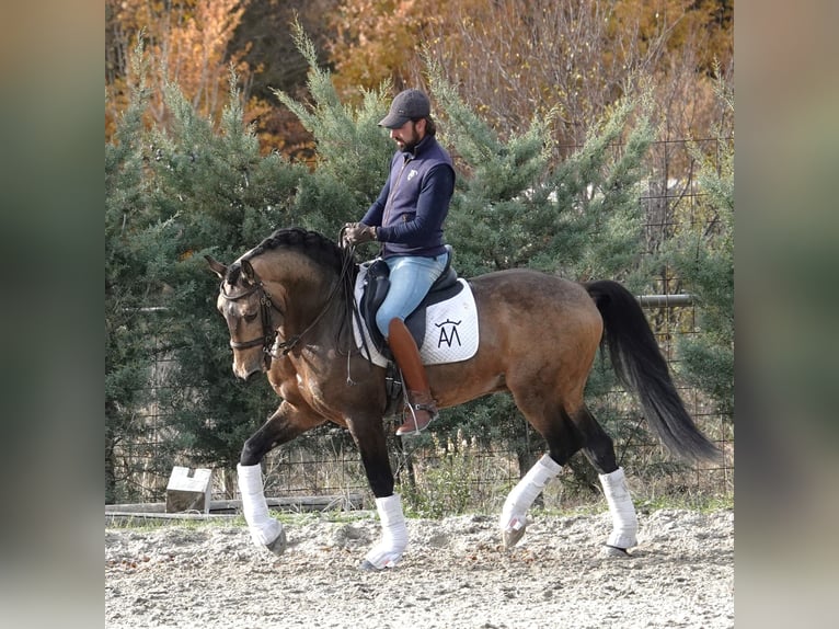 Lusitano Stallion 10 years 15,3 hh Dun in Aeropuerto De Noain (Pamplona)