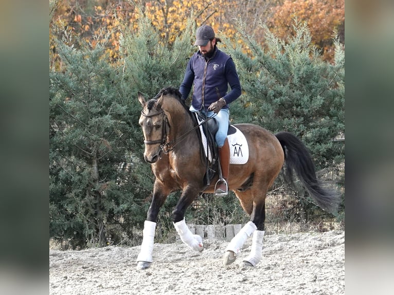 Lusitano Stallion 10 years 15,3 hh Dun in Aeropuerto De Noain (Pamplona)