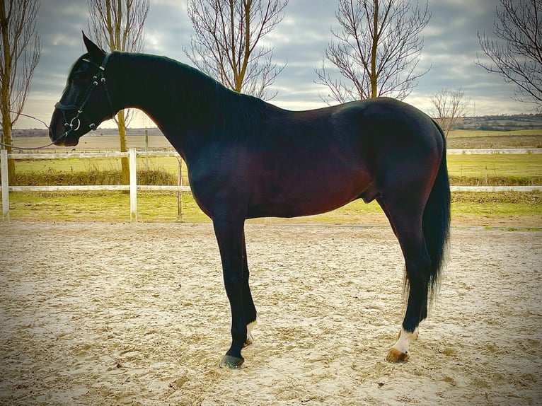 Lusitano Stallion 10 years 16 hh Black in Zamora