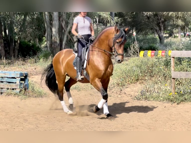 Lusitano Stallion 10 years 16 hh Brown in Mancor de la Vall