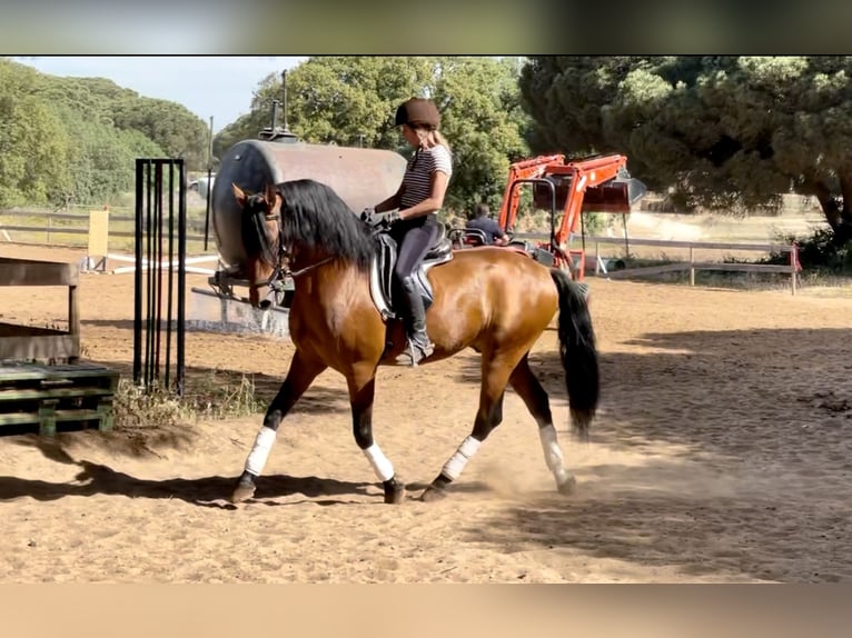 Lusitano Stallion 10 years 16 hh Brown in Mancor de la Vall