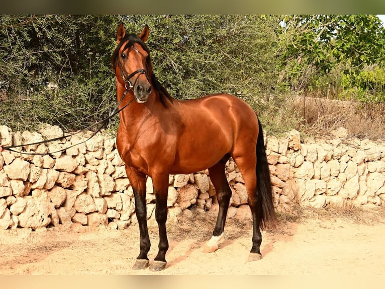 Lusitano Stallion 10 years 16 hh Brown in Mancor de la Vall