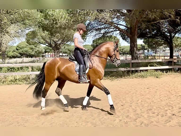 Lusitano Stallion 10 years 16 hh Brown in Mancor de la Vall