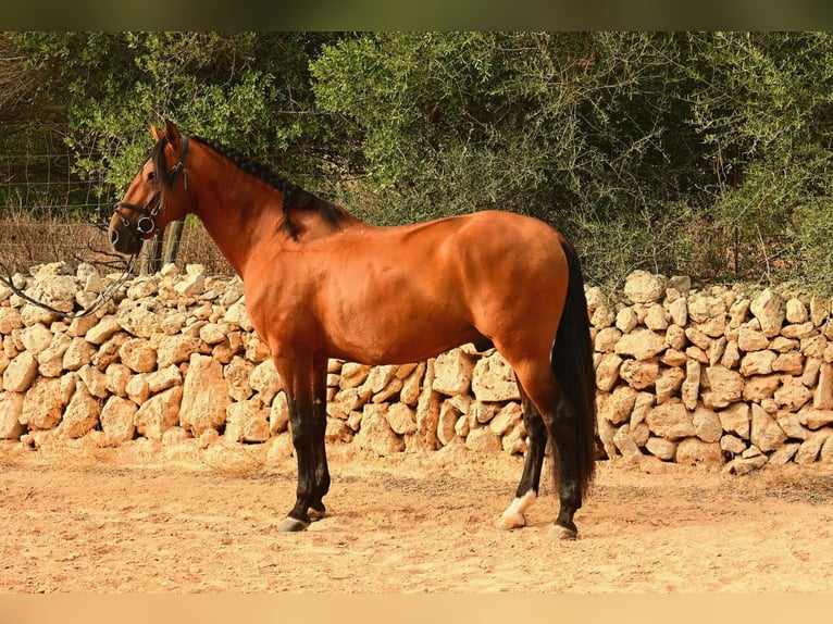 Lusitano Stallion 10 years 16 hh Brown in Mancor de la Vall