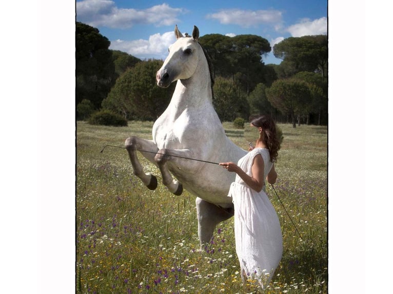 Lusitano Stallion 10 years 16 hh Gray in NAVAS DEL MADRONO