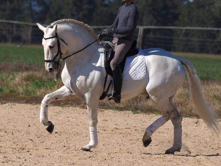 Lusitano Stallion 10 years 16 hh Grey in Navas Del Madro&#xF1;o