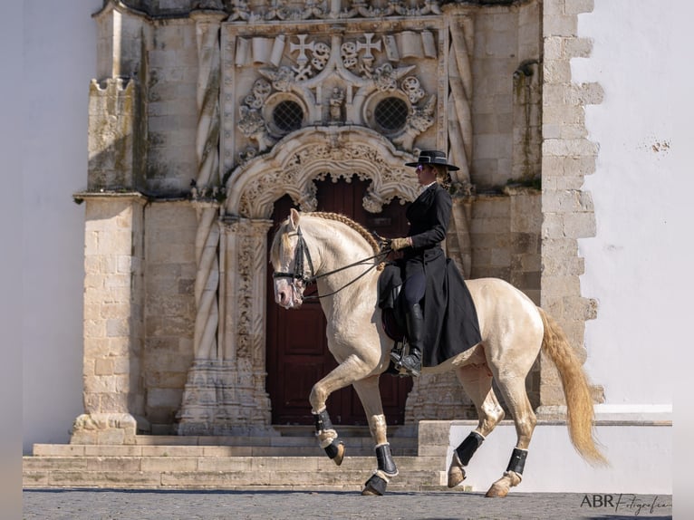 Lusitano Stallion 10 years 16,2 hh Cremello in Trofa