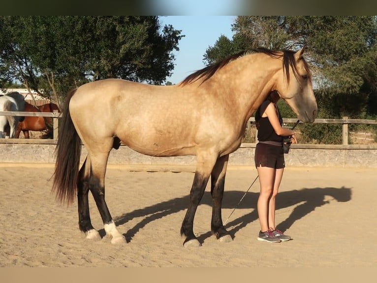 Lusitano Stallion 11 years 16,1 hh Buckskin in Barbate (San Ambrosio)