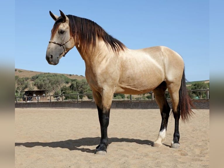 Lusitano Stallion 11 years 16,1 hh Buckskin in Barbate (San Ambrosio)
