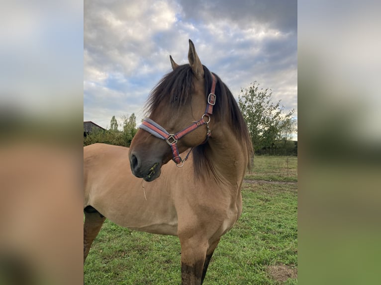 Lusitano Stallion 11 years 16 hh Dun in Schleusingen