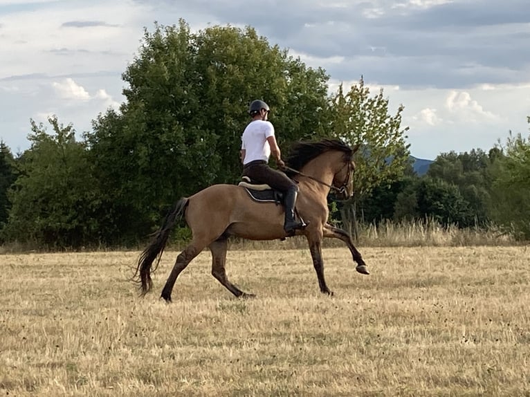 Lusitano Stallion 11 years 16 hh Dun in Schleusingen