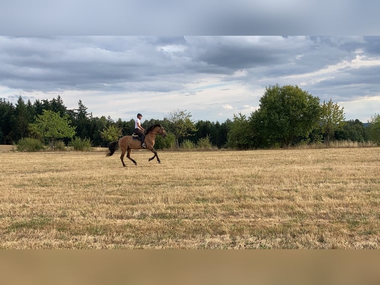 Lusitano Stallion 11 years 16 hh Dun in Schleusingen