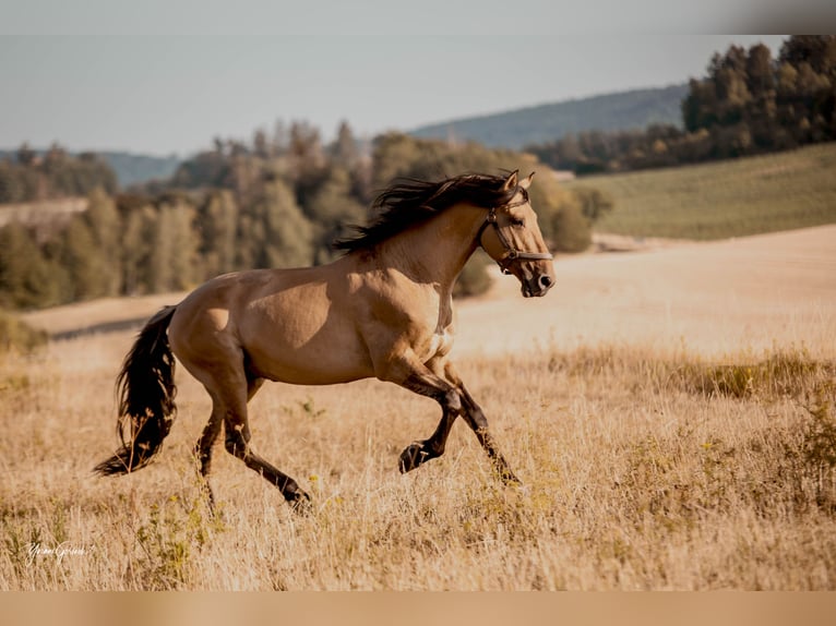 Lusitano Stallion 11 years 16 hh Dun in Schleusingen