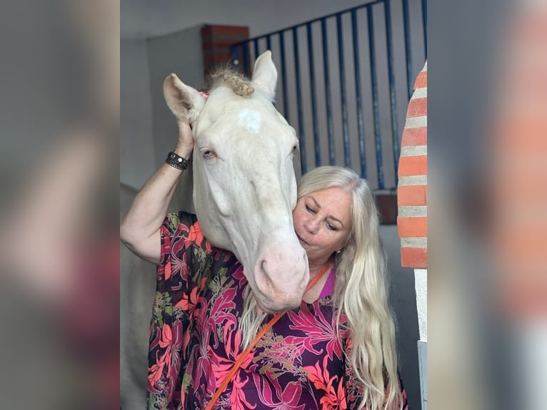Lusitano Stallion 11 years 16,2 hh Cremello in Trofa