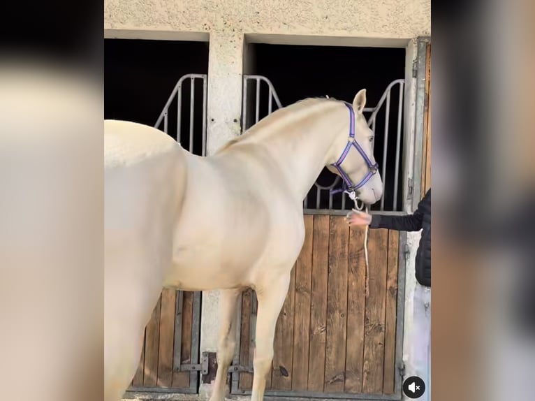 Lusitano Stallion 12 years 15.3 hh Cremello in Confoux