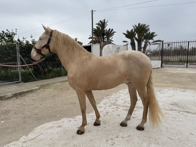 Lusitano Stallion 12 years 15,2 hh Champagne in Elx/ElcheElche