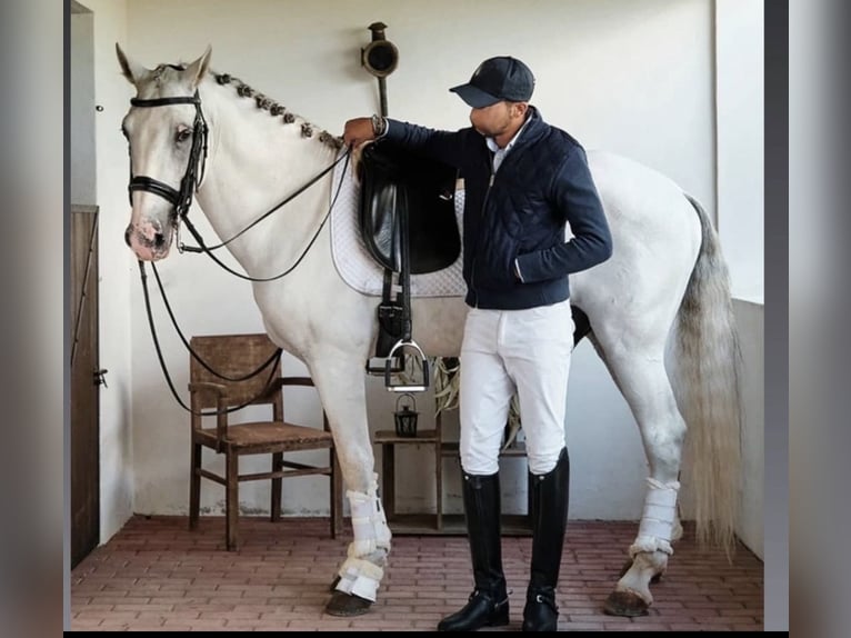 Lusitano Stallion 12 years 15,2 hh White in Albufeira