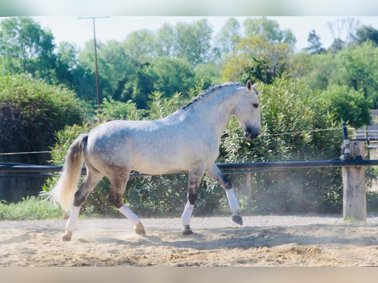 Lusitano Stallion 12 years 16 hh Grey in Arles