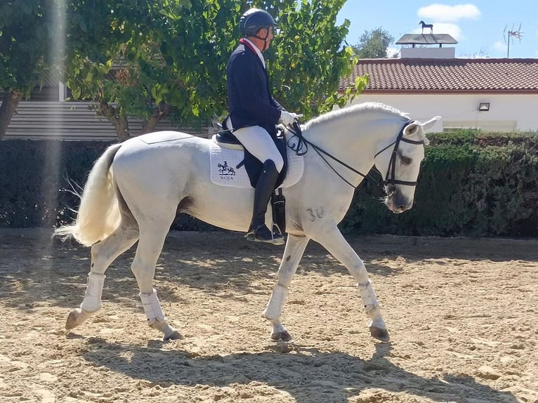 Lusitano Stallion 12 years 16 hh Grey in Huelva