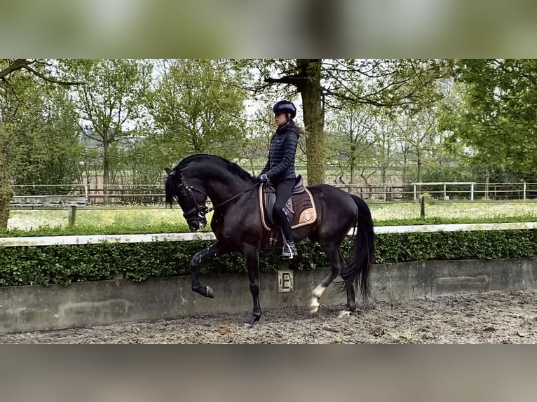 Lusitano Stallion 13 years 15.2 hh Bay-Dark in Kruisem