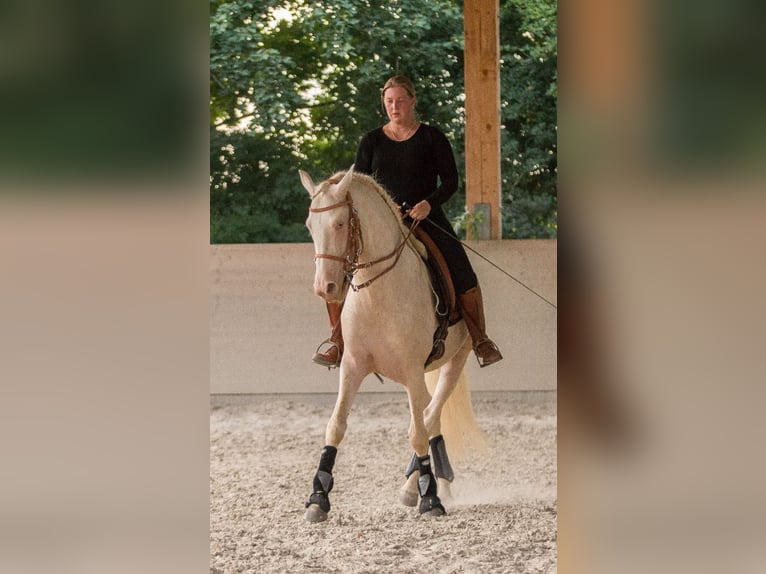 Lusitano Stallion 13 years 15,2 hh Cremello in W&#xF6;llstein