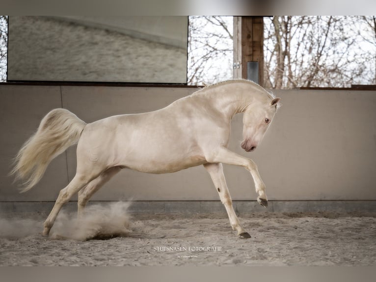 Lusitano Stallion 13 years 15,2 hh Cremello in W&#xF6;llstein