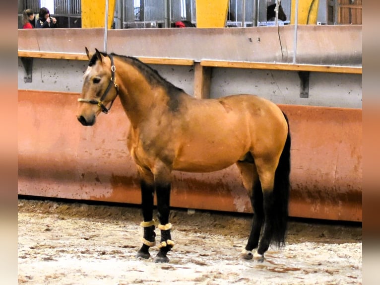 Lusitano Stallion 13 years 16.1 hh Dun in PORT SAINT PERE