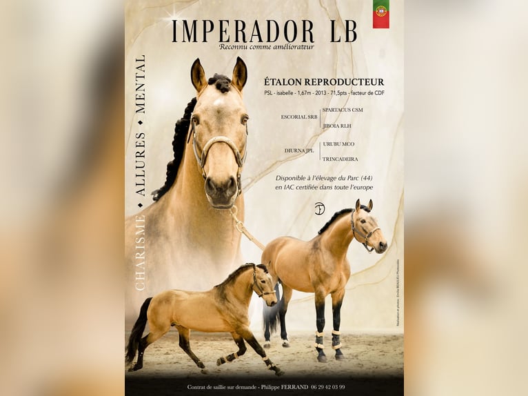 Lusitano Stallion 13 years 16.1 hh Dun in PORT SAINT PERE